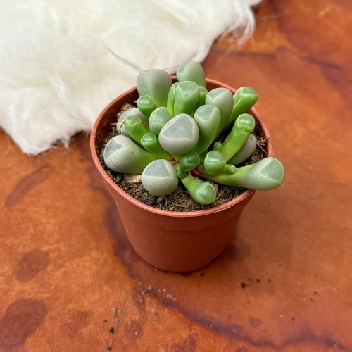 żywe kamienie crassulaceae (2).jpg