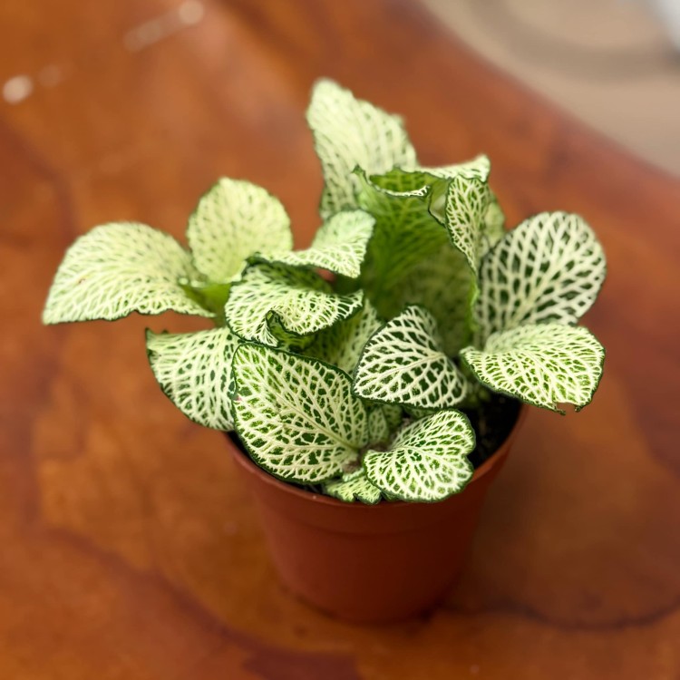 fitonia  Fittonia verschaf. 'White Anne' DØ8,5cm (2).jpg