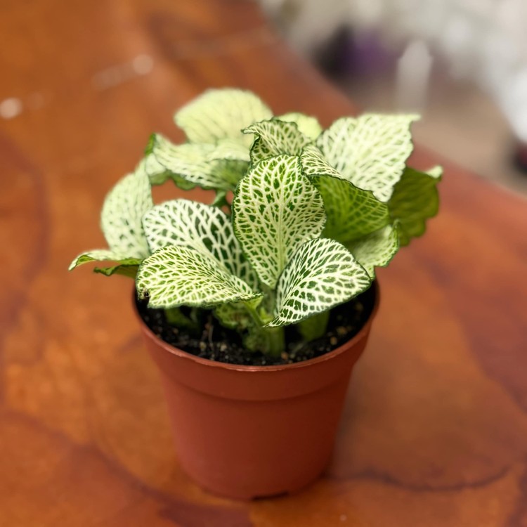 fitonia  Fittonia verschaf. 'White Anne' DØ8,5cm (1).jpg