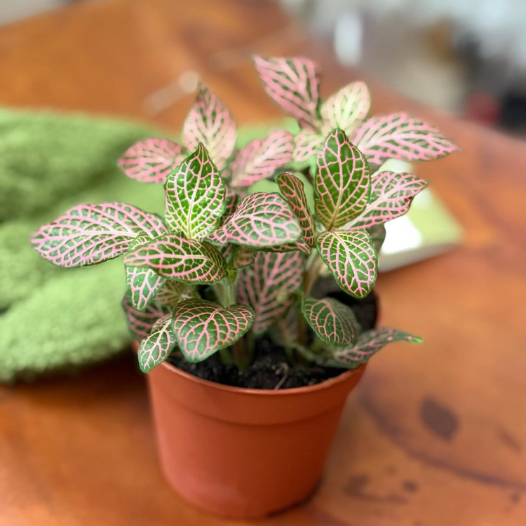fitonia  Fittonia różowa  Anna DØ8,5cm (2).jpg