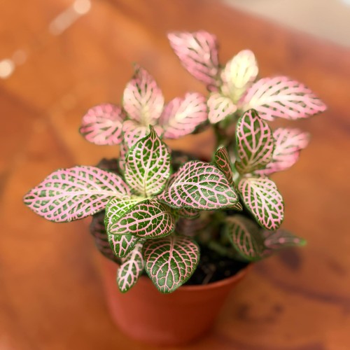 fitonia  Fittonia różowa  Anna DØ8,5cm (1).jpg