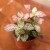 fitonia  Fittonia różowa  Anna DØ8,5cm (1).jpg