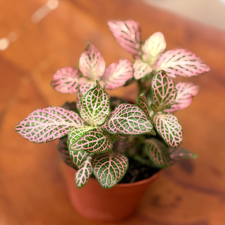fitonia  Fittonia różowa  Anna DØ8,5cm (1).jpg