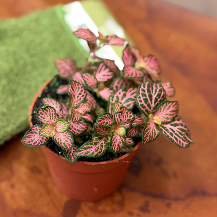 Fittonia czerwona forest flame (1).jpg
