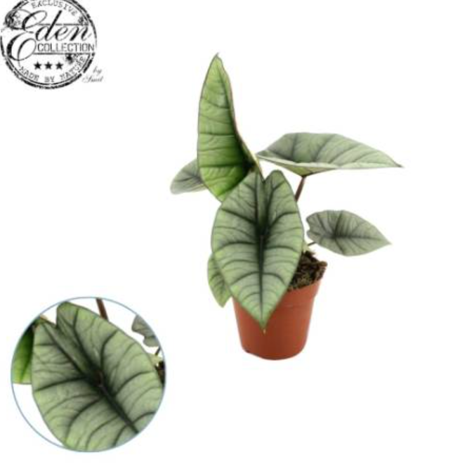 Alocasia Platinum alokazja