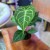 Anthurium Magnificum (1).jpg