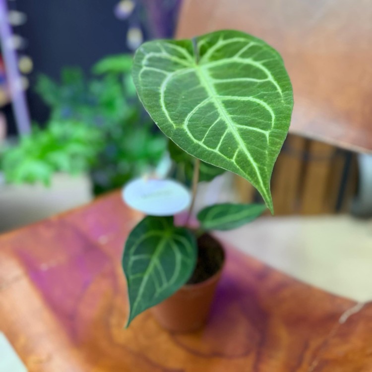 Anthurium Magnificum (2).jpg