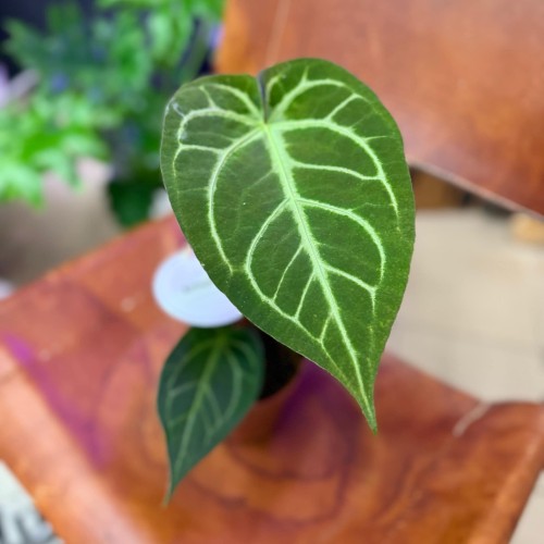 Anthurium Magnificum (3).jpg