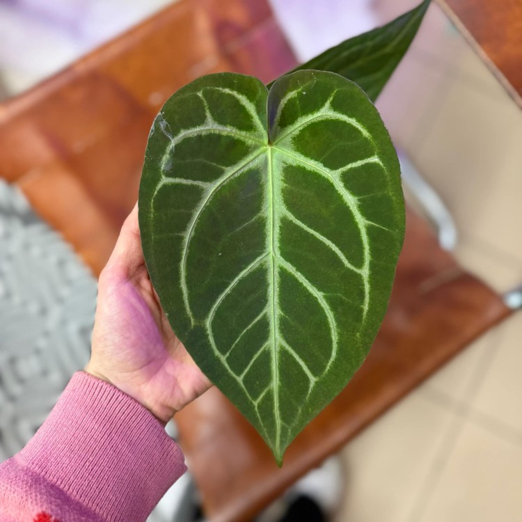 Anthurium Magnificum (4).jpg