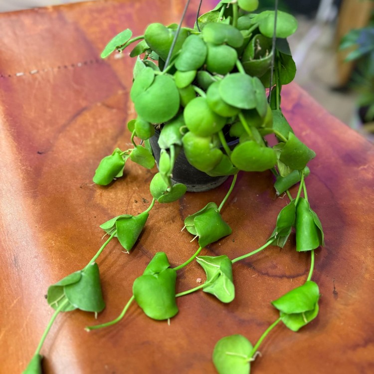 dischidia platyphylla (3).jpg