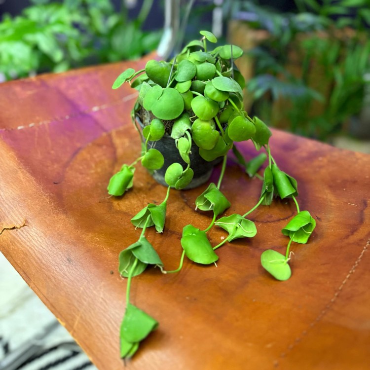 dischidia platyphylla (4).jpg