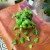 dischidia platyphylla (5).jpg