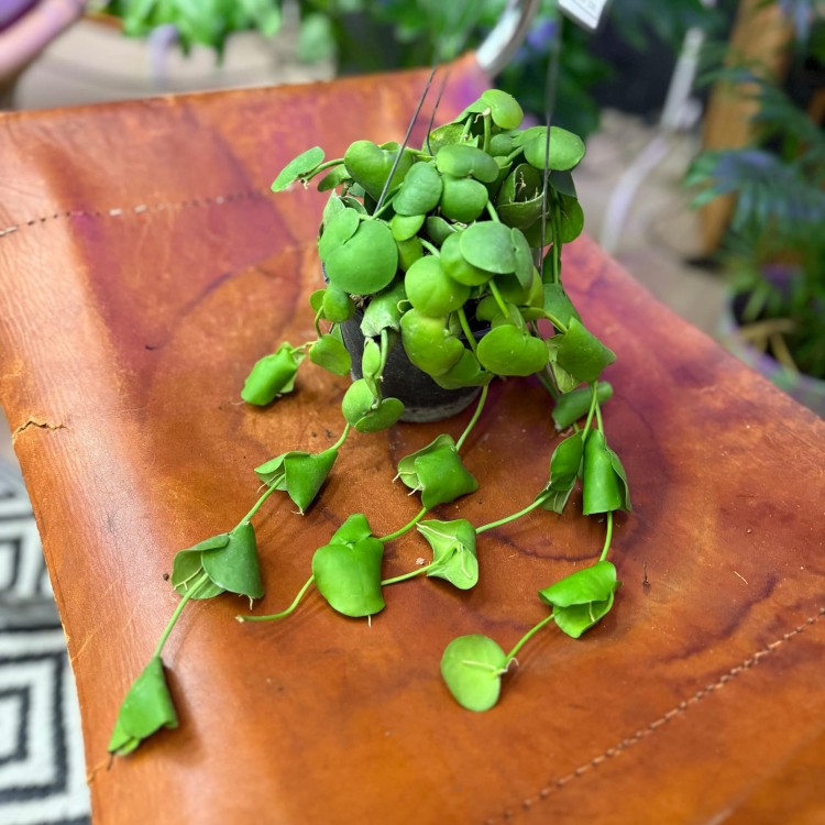 dischidia platyphylla (1).jpg