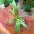 Ledebouria soc. Camouflageplant (2).jpg