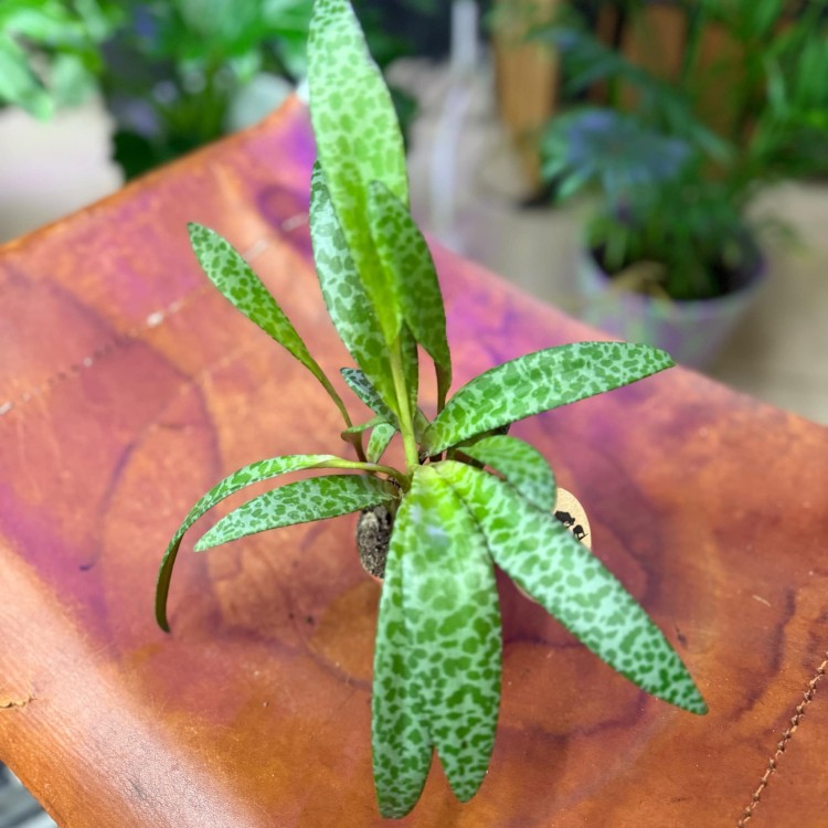 Ledebouria soc. Camouflageplant (2).jpg