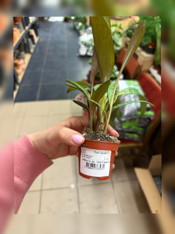 Ledebouria soc. Camouflageplant (3).jpg