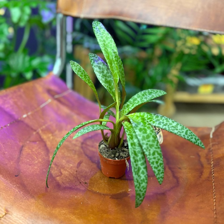 Ledebouria soc. Camouflageplant (4).jpg