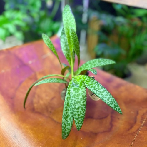 Ledebouria soc. Camouflageplant (1).jpg