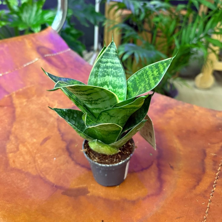 Sansewieria gwinejska 'Green Hahnii' (2).jpg