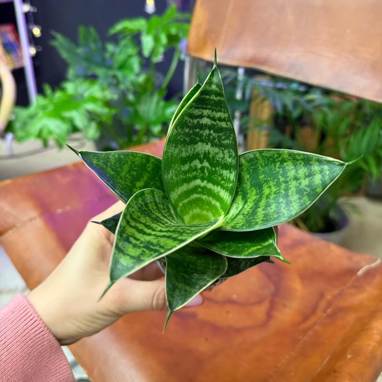 Sansewieria gwinejska 'Green Hahnii' (3).jpg