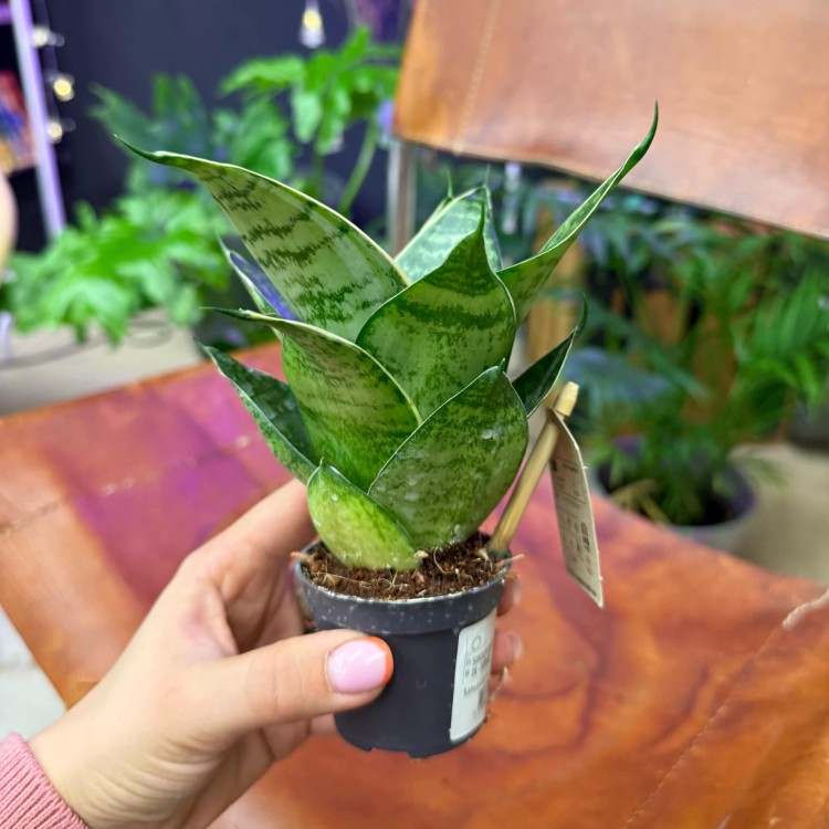 Sansewieria gwinejska 'Green Hahnii' (1).jpg