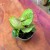 Syngonium podophyllum. Nielsen ''ROXANNE (2).jpg