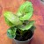 Syngonium podophyllum. Nielsen ''ROXANNE (3).jpg
