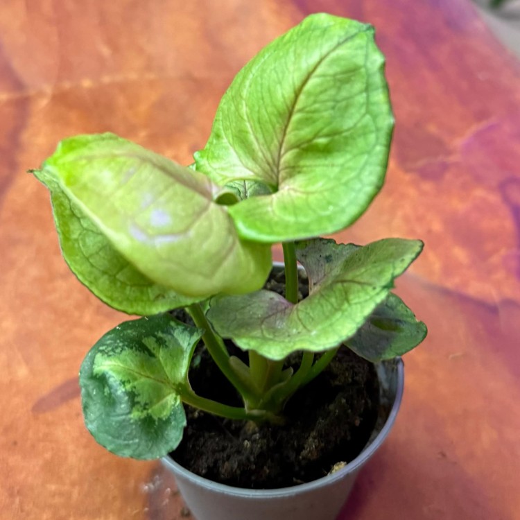 Syngonium podophyllum. Nielsen ''ROXANNE (3).jpg