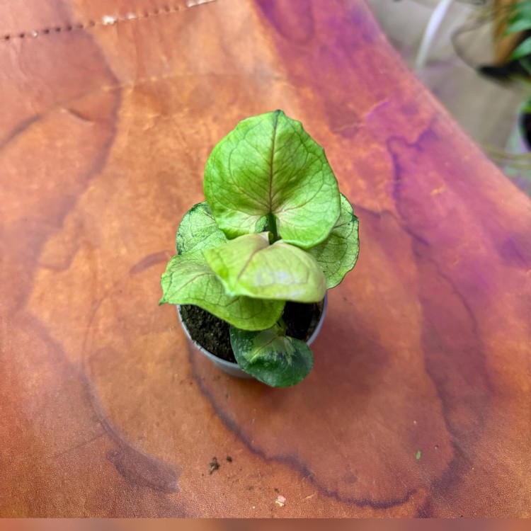 Syngonium podophyllum. Nielsen ''ROXANNE (1).jpg