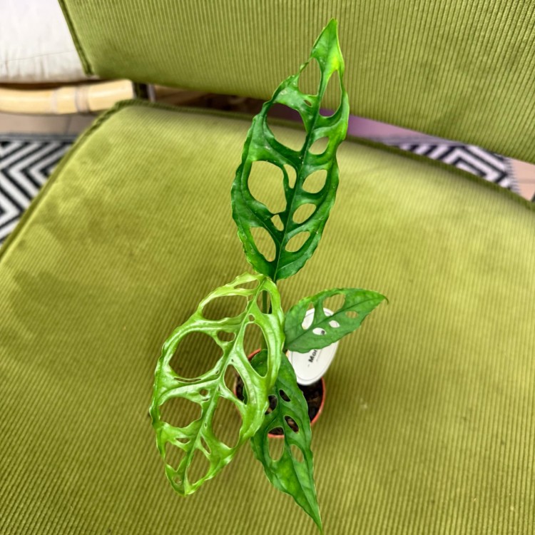 monstera obliqua peru (2).jpg