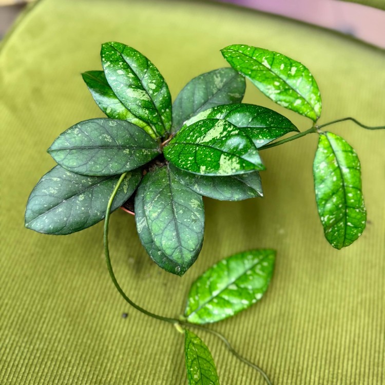Hoja hoya crassipetiolata splash (2).jpg