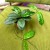Hoja hoya crassipetiolata splash (3).jpg