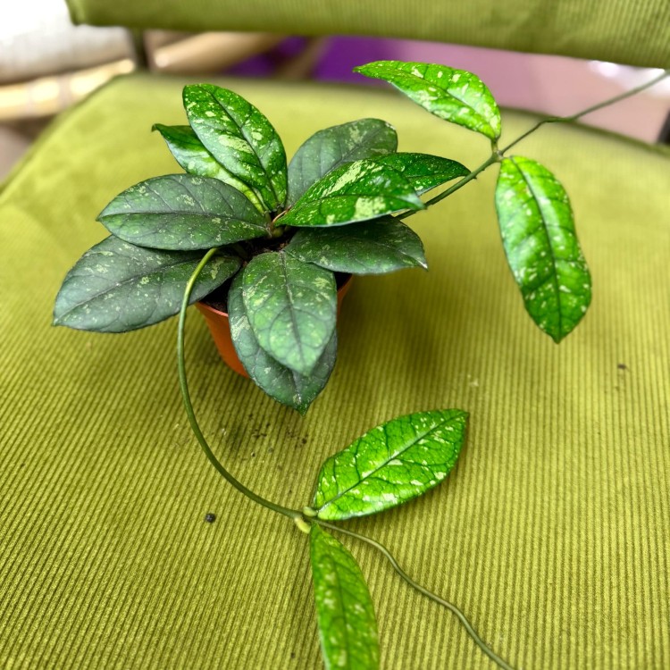 Hoja hoya crassipetiolata splash (3).jpg