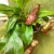 Nepenthes basket Gaya. Carnivorous dzbanecznik roślina owadożerna (2).jpg