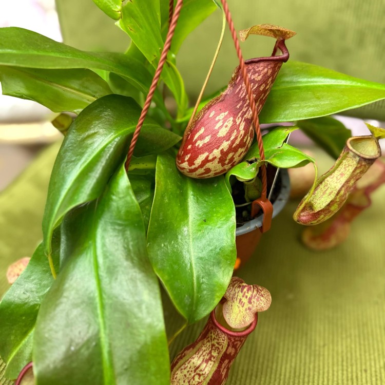 Nepenthes basket Gaya. Carnivorous dzbanecznik roślina owadożerna (2).jpg