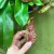 Nepenthes basket Gaya. Carnivorous dzbanecznik roślina owadożerna (3).jpg