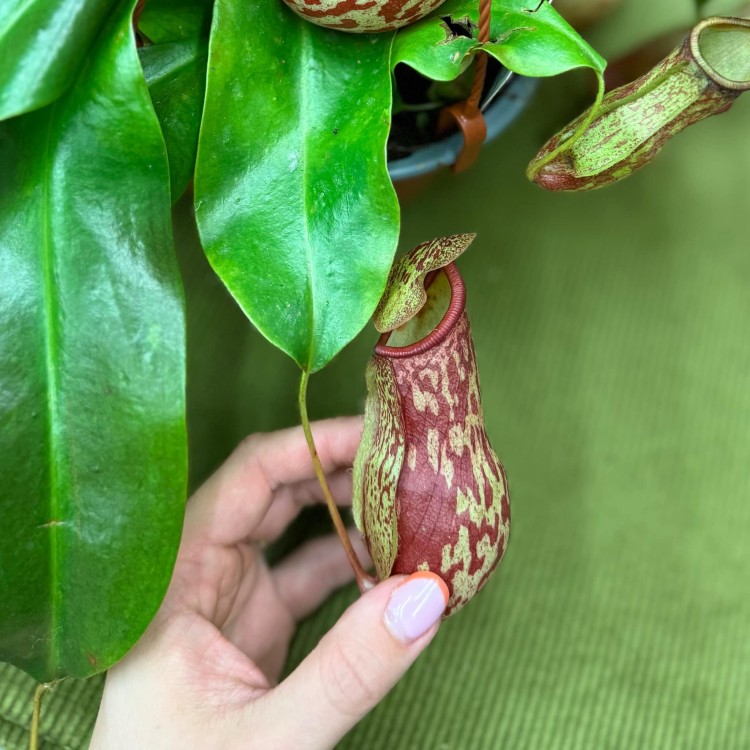 Nepenthes basket Gaya. Carnivorous dzbanecznik roślina owadożerna (3).jpg