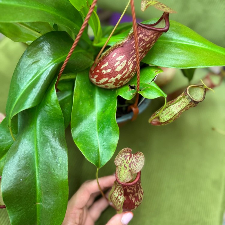 Nepenthes basket Gaya. Carnivorous dzbanecznik roślina owadożerna (4).jpg
