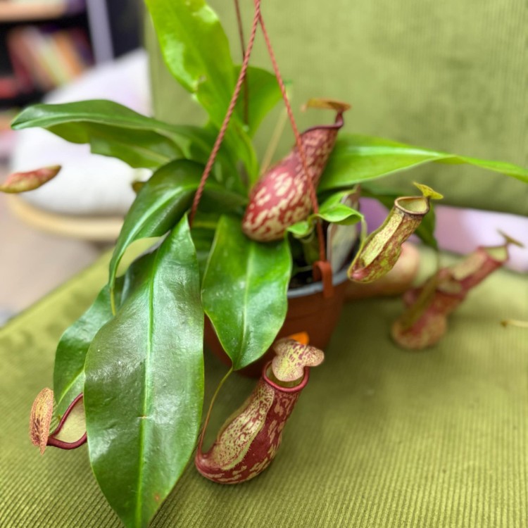 Nepenthes basket Gaya. Carnivorous dzbanecznik roślina owadożerna (6).jpg