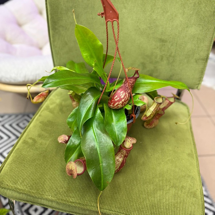 Nepenthes basket Gaya. Carnivorous dzbanecznik roślina owadożerna (1).jpg