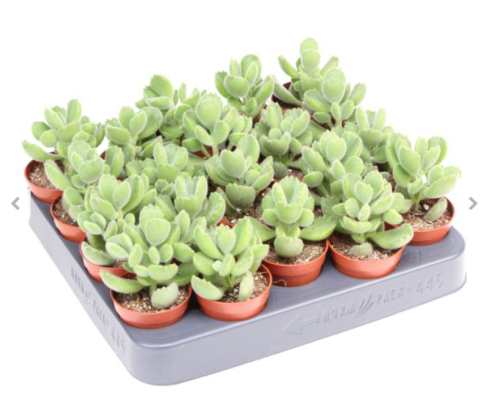 Zrzut ekranu 2025-01-19 174830.png