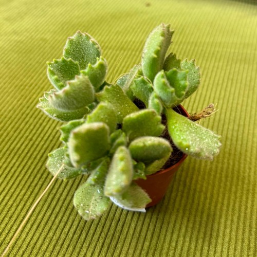 Cotyledon ladysmithiensis łapki niedźwiedzia (2).jpg