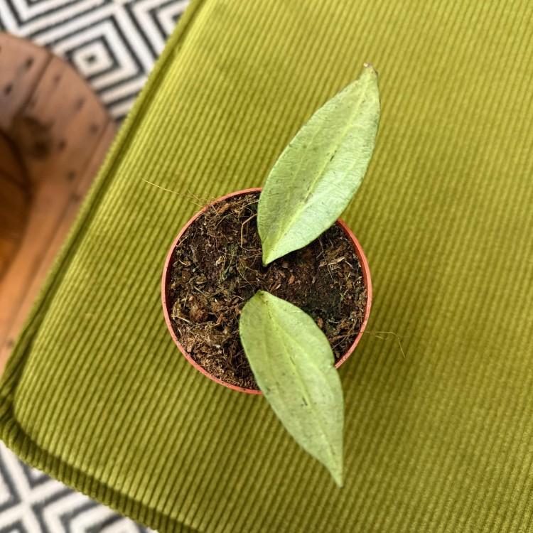 hoya new guinea ghost (2).jpg
