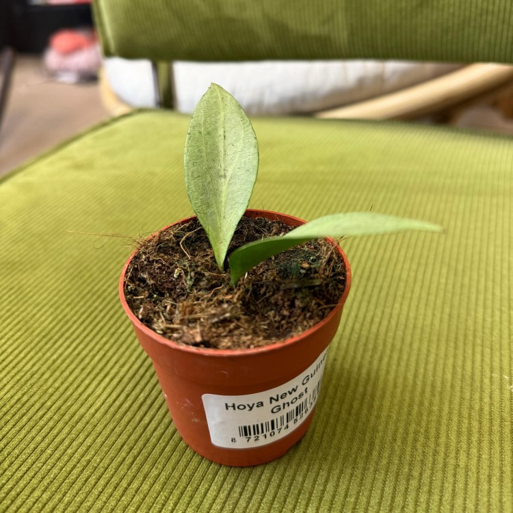 hoya new guinea ghost (3).jpg