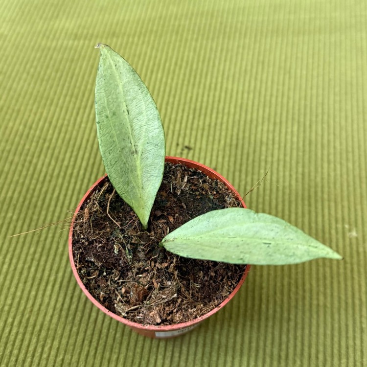 hoya new guinea ghost (4).jpg
