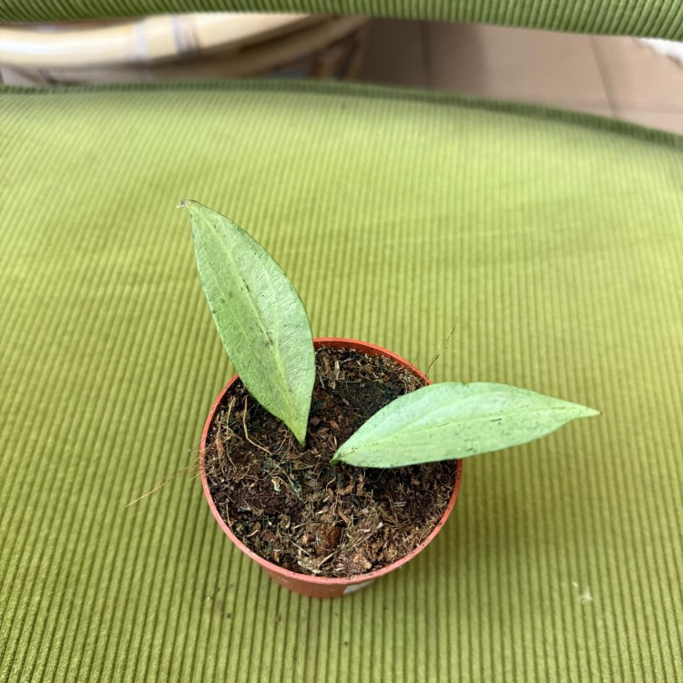 hoya new guinea ghost (1).jpg