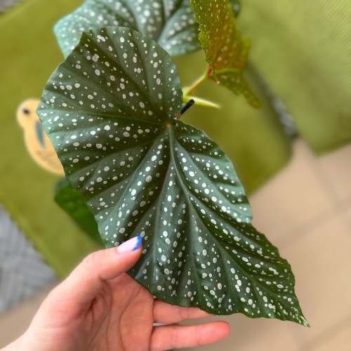 begonia corallina (3).jpg