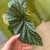 begonia corallina (3).jpg