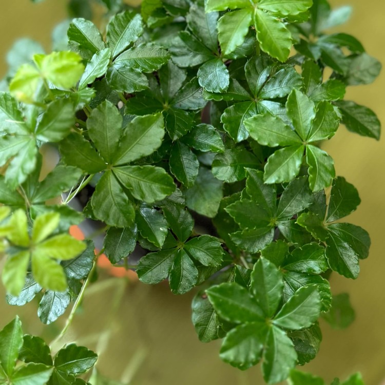 Cissus striata (1).jpg