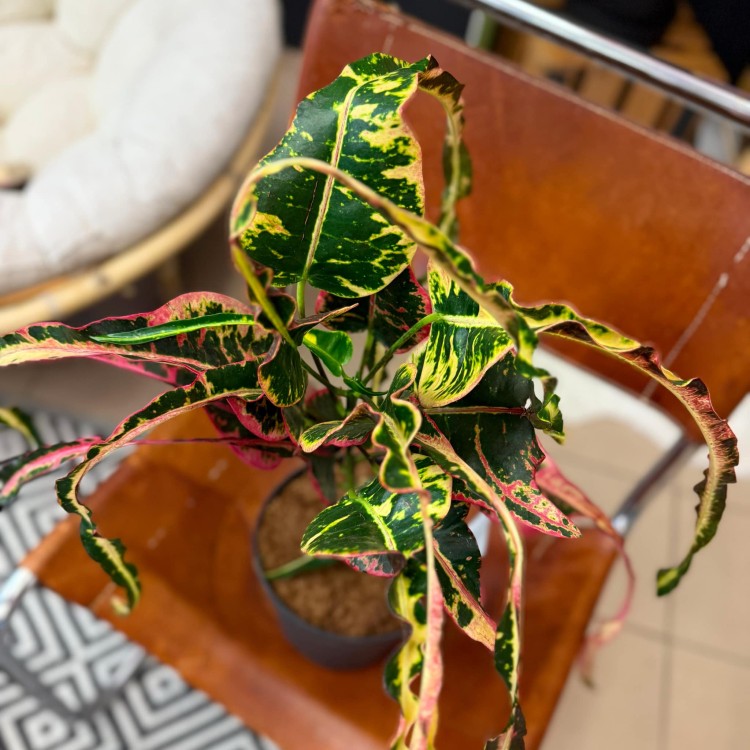 Croton Dreadlock kroton (2).jpg